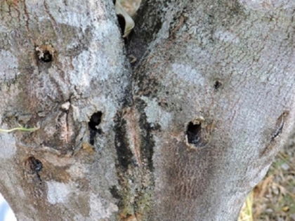 Gỗ trầm hương, sự hình thành trầm từ cây dó