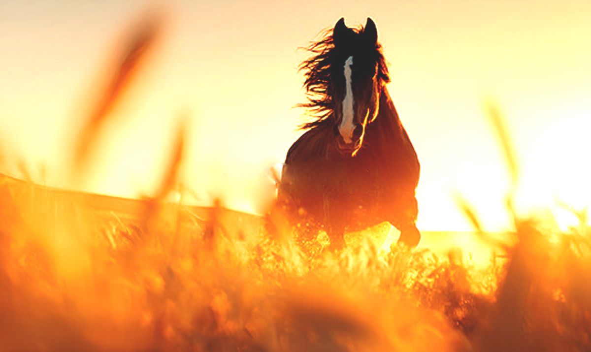 Phong thủy năm Bính Ngọ 2026