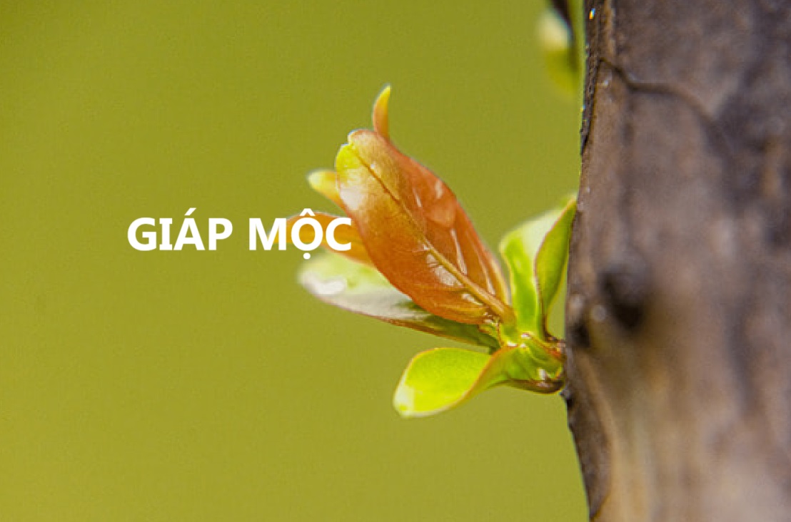 giáp phá mậu, can giáp mộc tương khắc can mậu