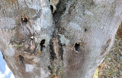 go-tram-huong-su-hinh-thanh-tram-tu-cay-do