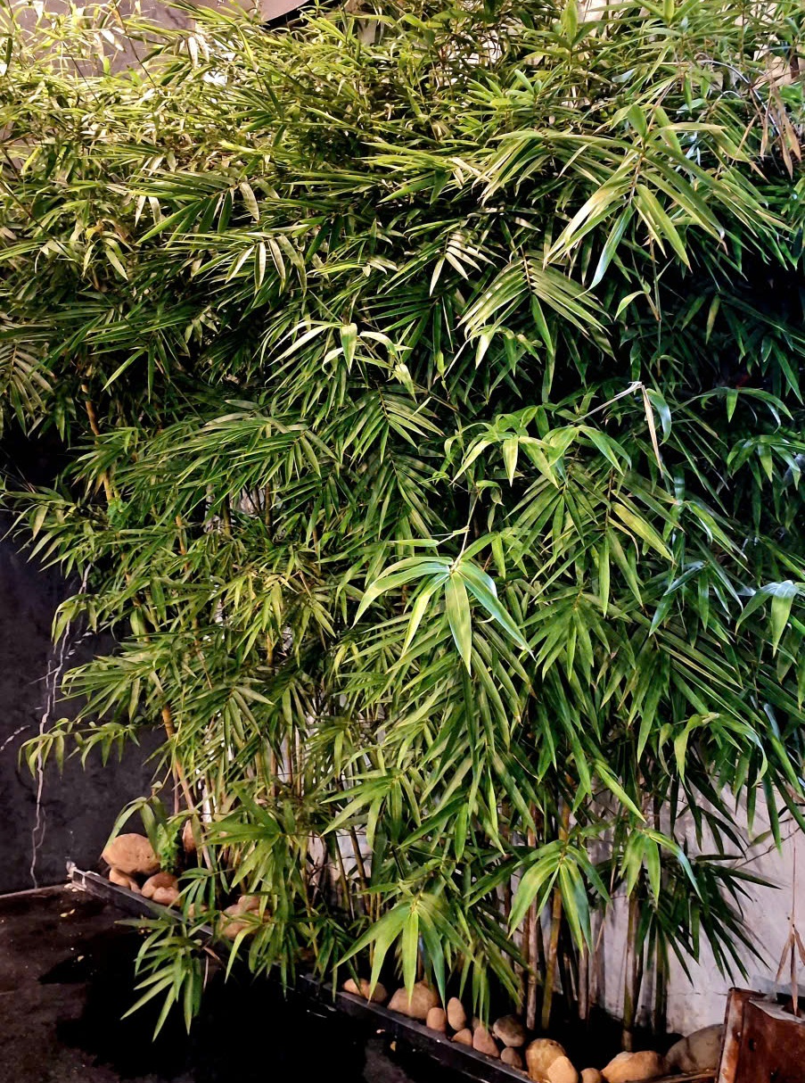 nên trồng trúc hay hơn về mặt phong thủy