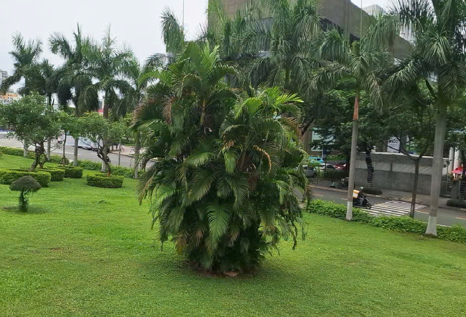 truoc-cau-sau-chuoi-co-phu-hop-khong